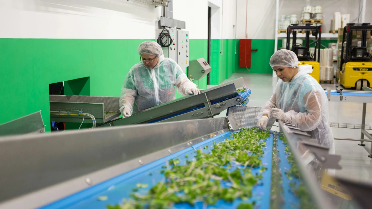 Como Higienizar Folhas Verdes para Hambúrgueres com Segurança
